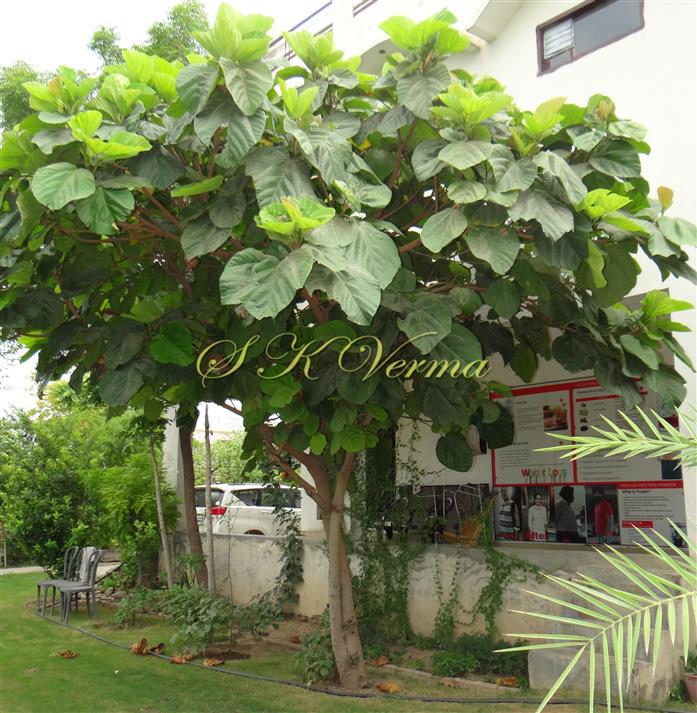  Female plant